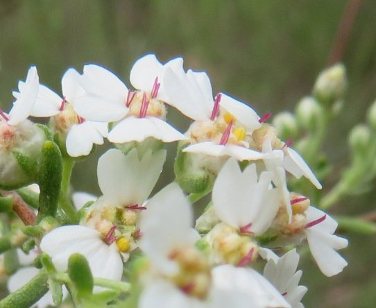 Eriocephalus africanus var. paniculatus coloured staminodes